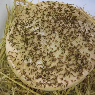 Munster cheese