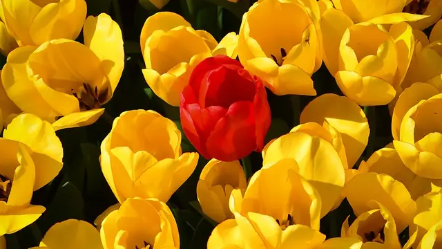 Istanbul Tulip Festival (food-friendly)