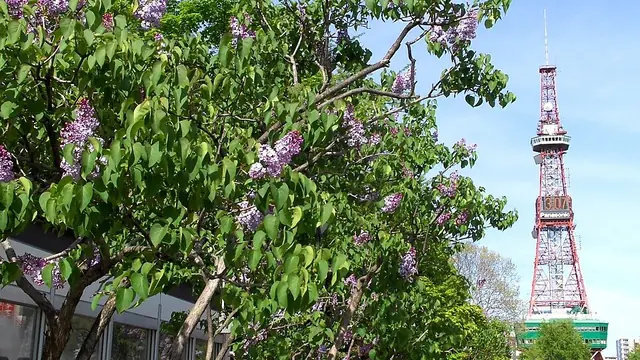 Sapporo Lilac Festival