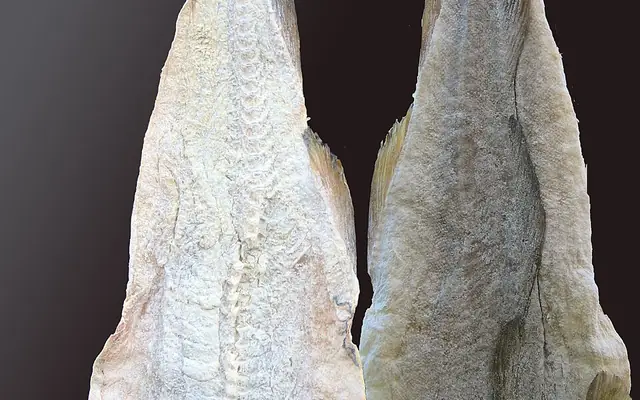 Bacalhau com todos
